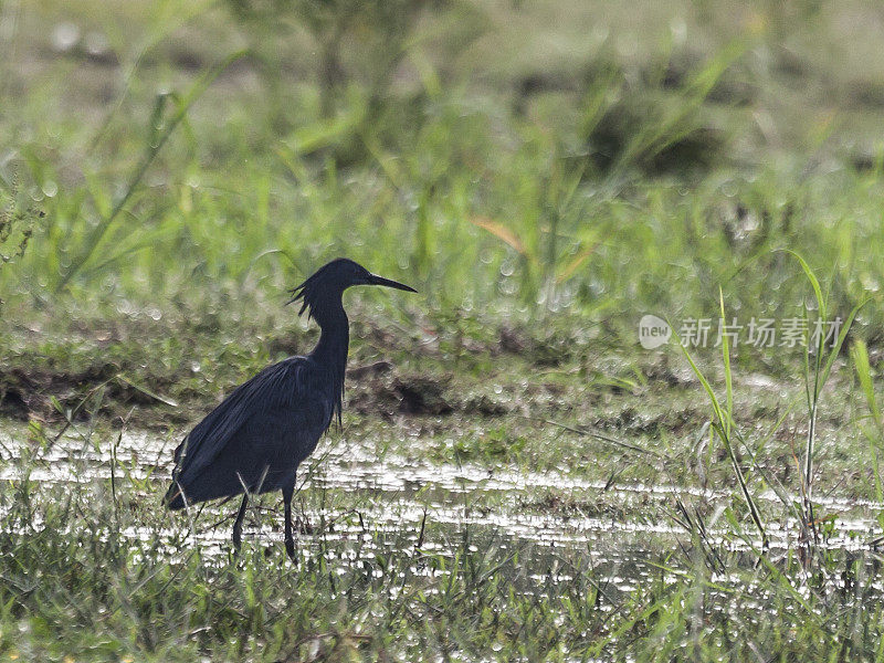 Black Heron / Egret (Egretta ardesiaca) standing in marsh, Botswana Botswana